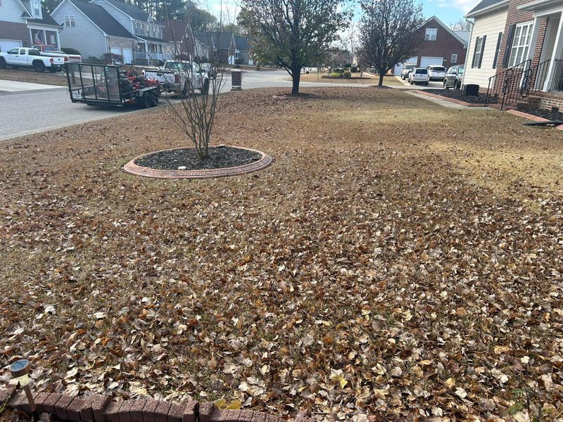 Fall Clean Up