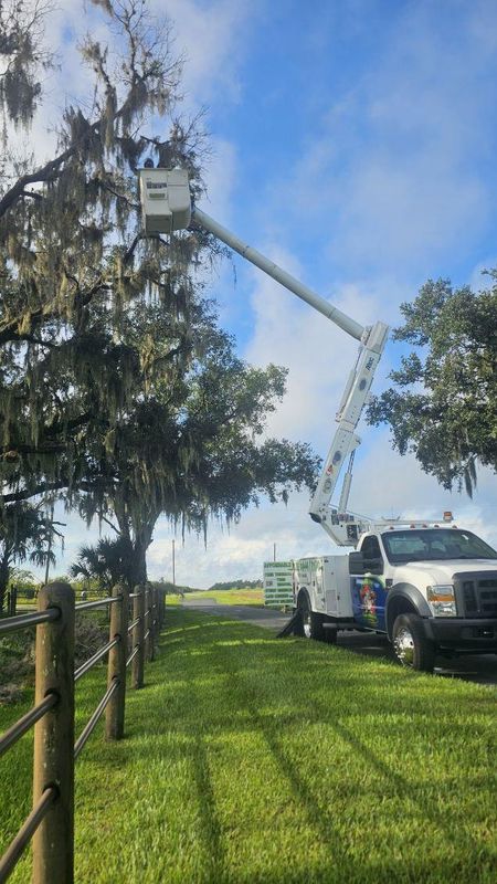 Tree Trimming