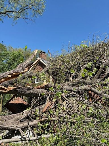 Tree Removal