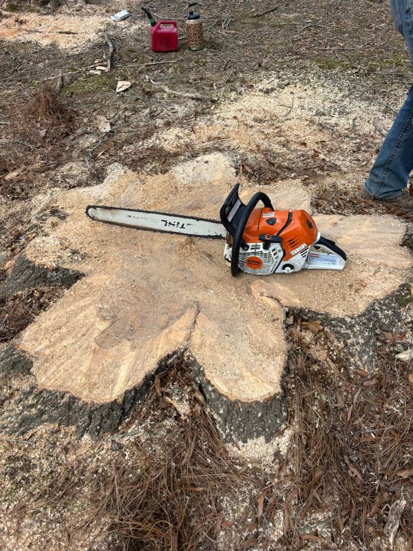 Tree Removal