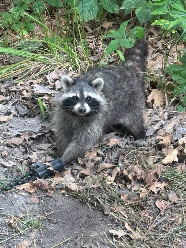 Humane Animal Trapping and Relocation