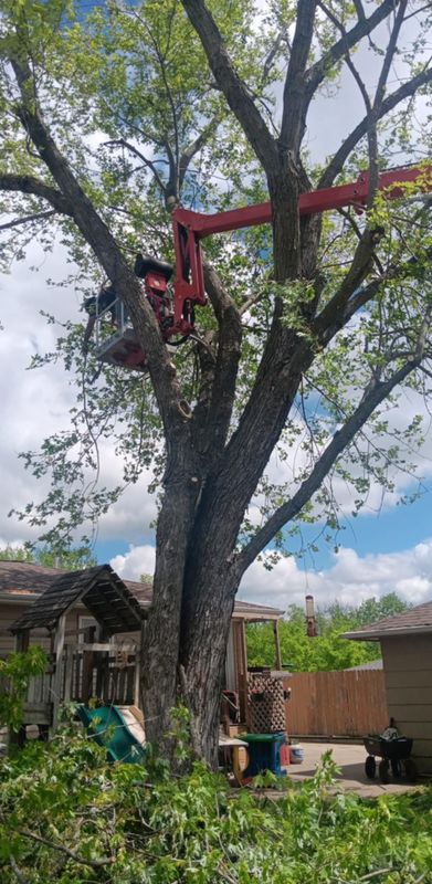 Tree Trimming
