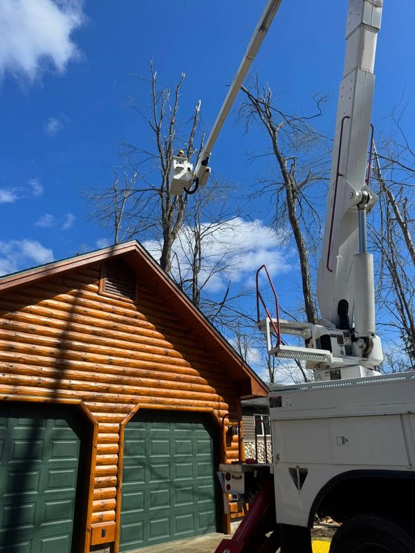 Tree Removal