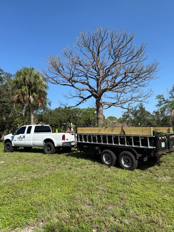 Tree Trimming