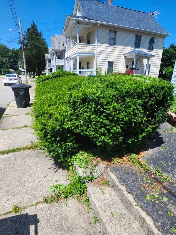 Hedge/Tree/Brush Cutting