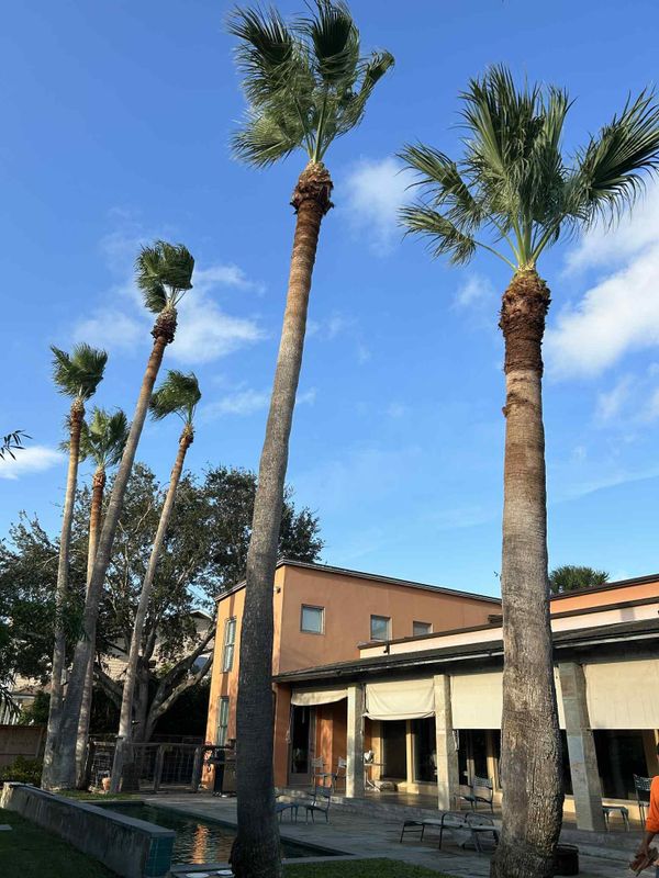 Tree Services