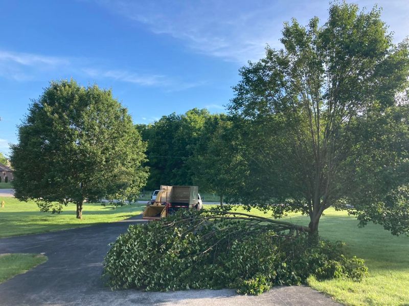 Mowing and Tree Services