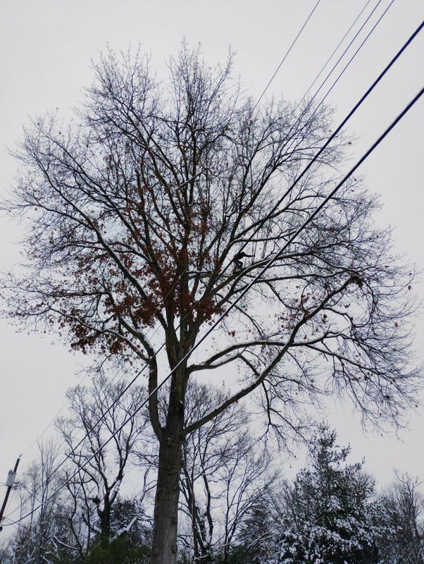 Tree Trimming