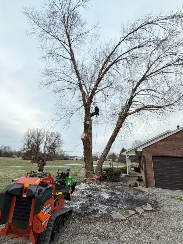 Tree Transformation Triumph in Goshen: Safe and Efficient Removal by Anstaetts Tree Service
