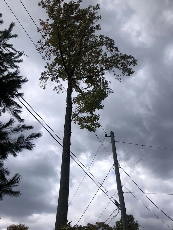 Tree Services