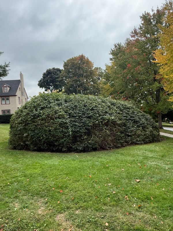 Hedge Trimming