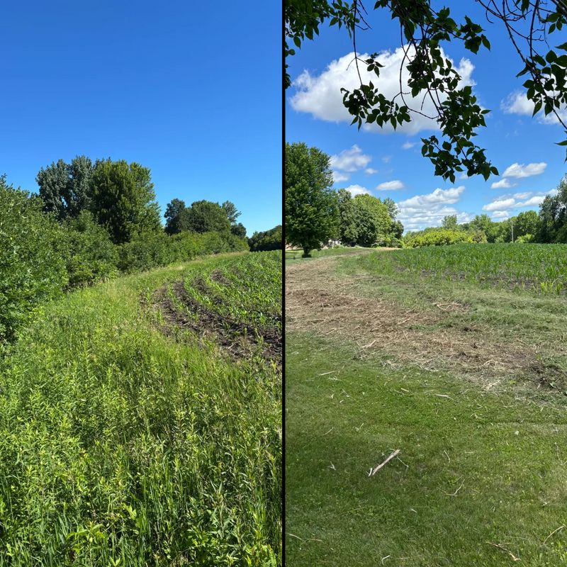 Underbrush Clearing