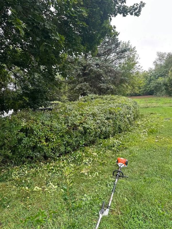 Tree and Shrub Care