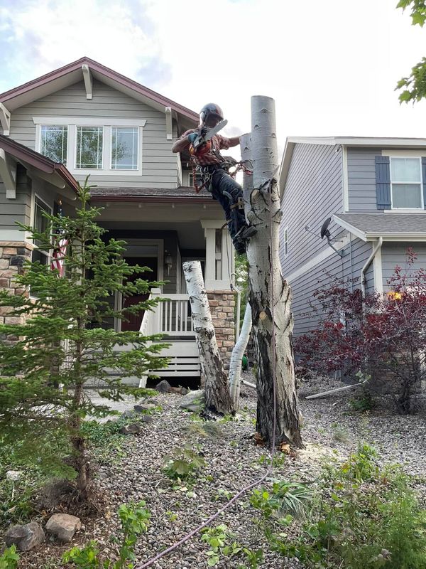 Tree Climbing