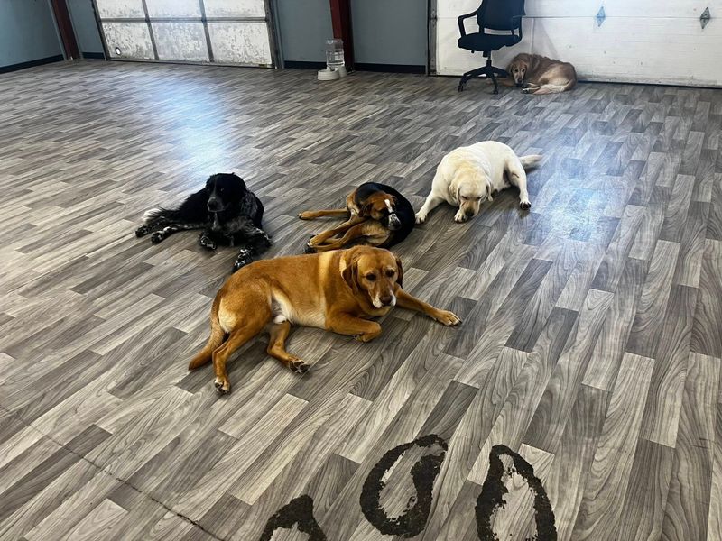 Open Play Daycare