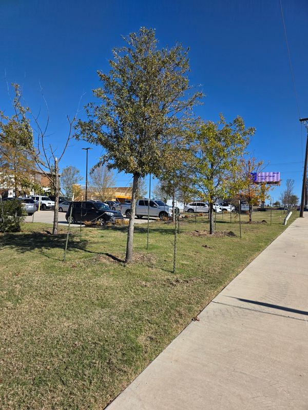 Commercial Lawn Maintenance