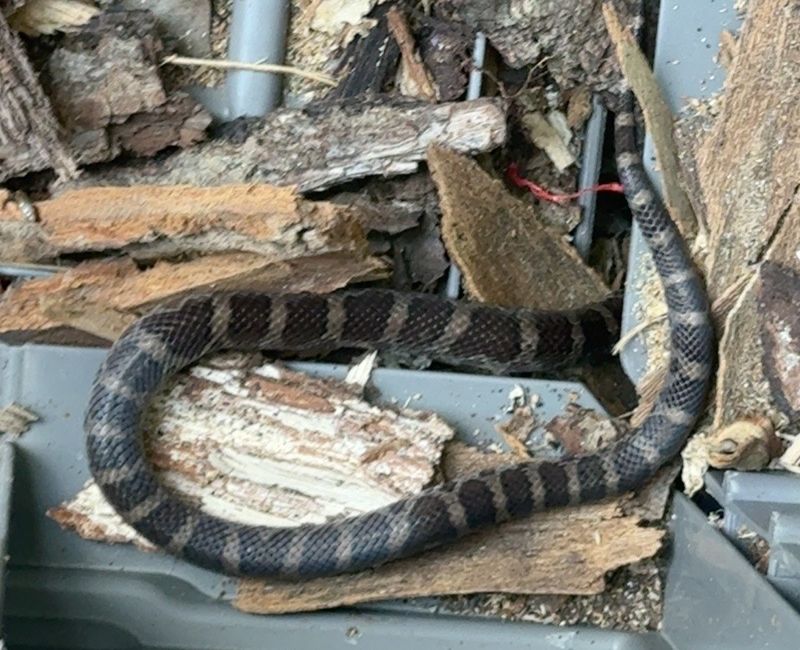 Live Animal Trapping
