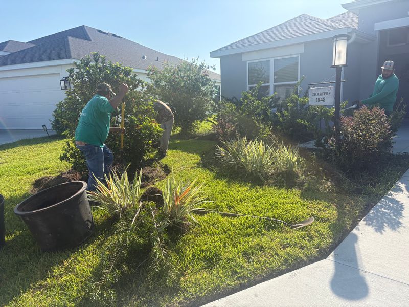 Tree & Shrub Care
