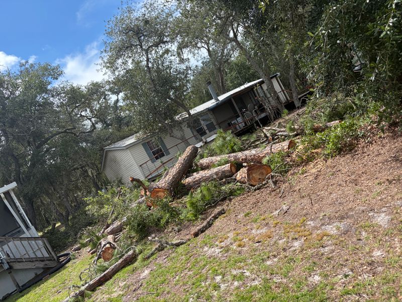 Stump Removal