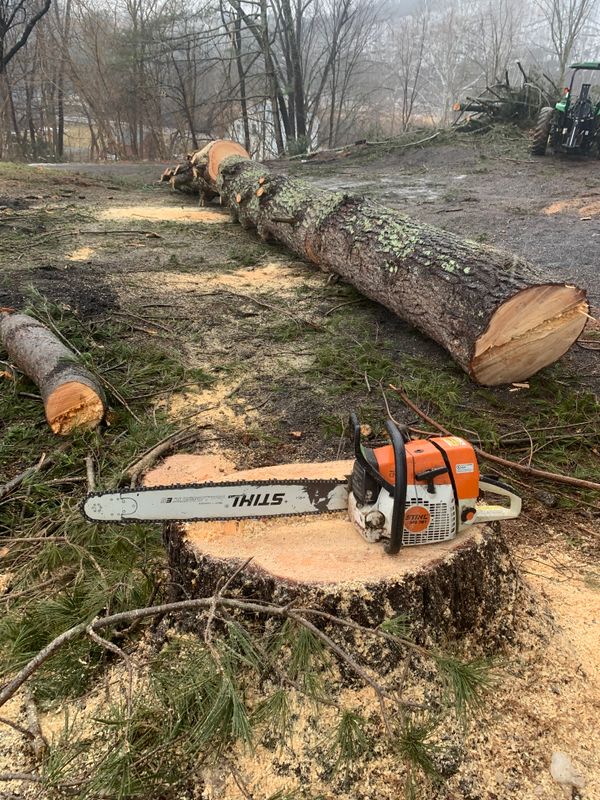 Tree Removal gallery