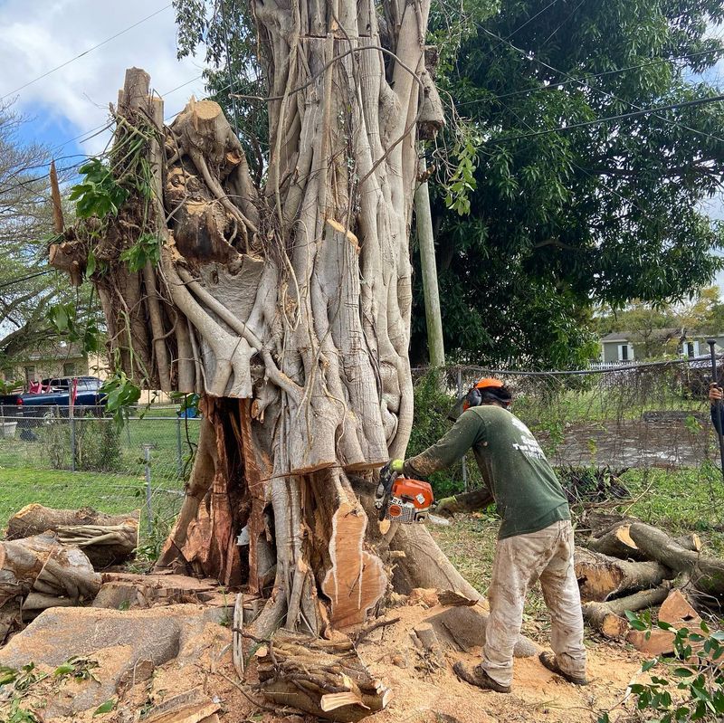 Tree Removal