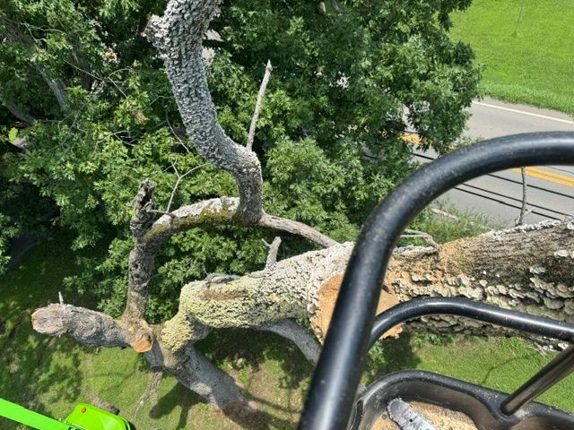 Tree Trimming & Removal