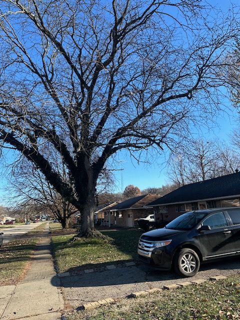 Tree Removal gallery