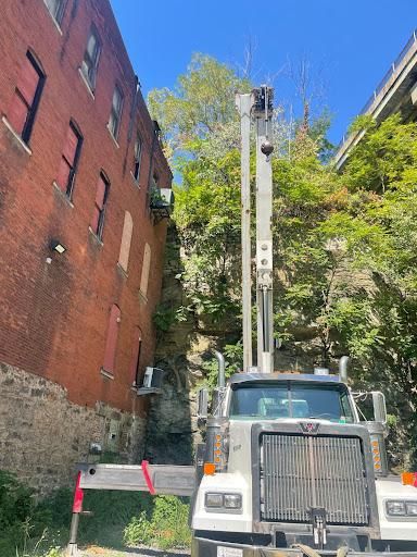 Tree Removal