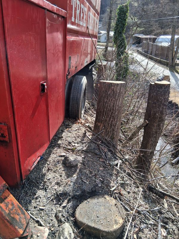 Tree Removal