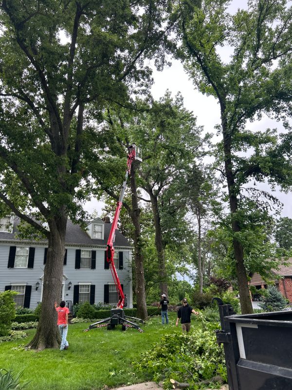 Tree Removal