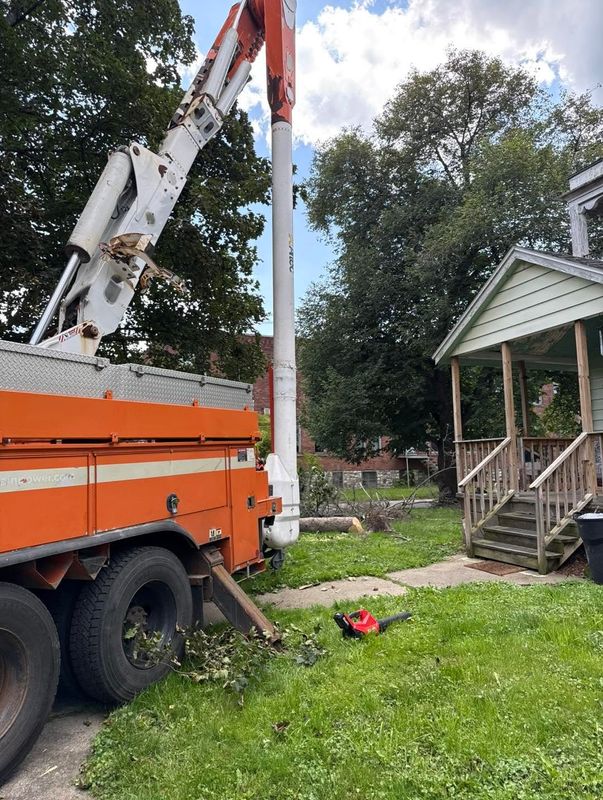 Tree Removal