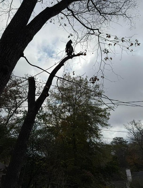 Tree Trimming