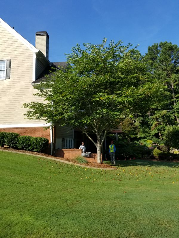 Small - Medium Tree Removal and Trimming