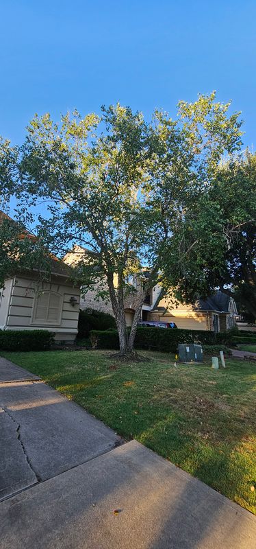 Tree Trimming