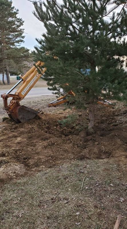 Tree Removal