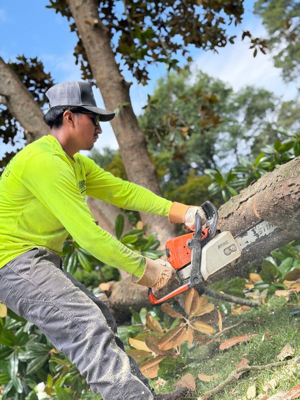 Tree & Shrub Care