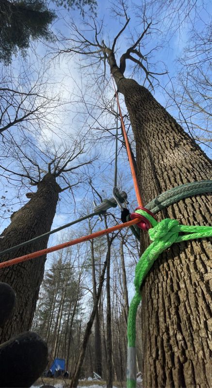 Tree removal / land clearing