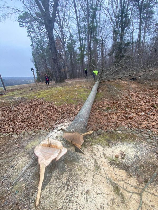 Stump Removal
