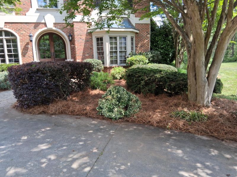 Shrub Trimming
