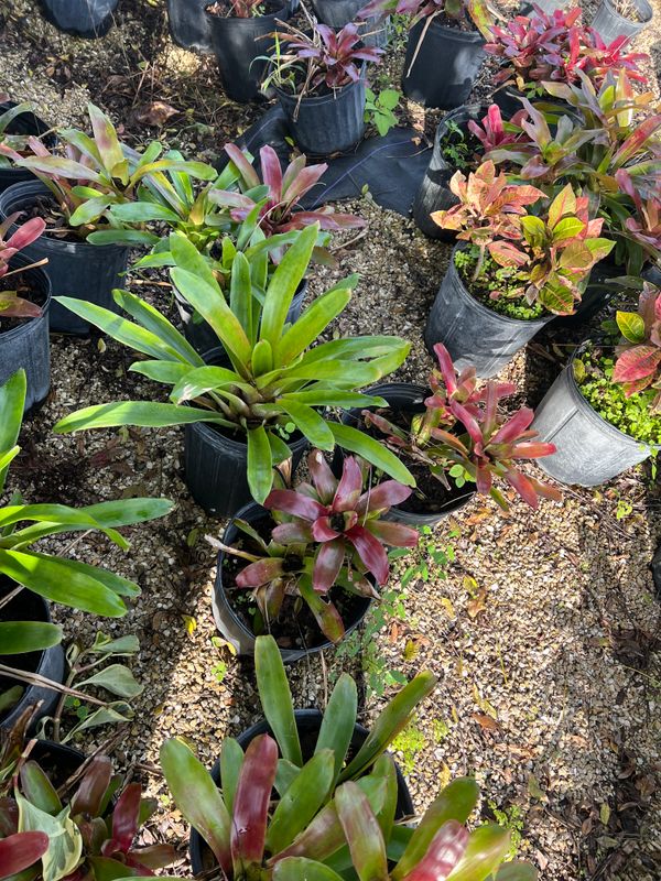 Plant and tree list