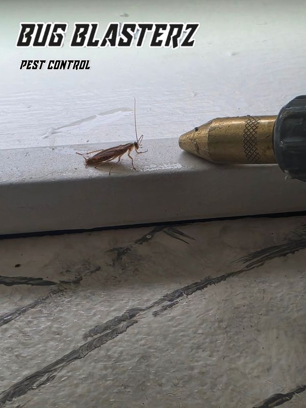 Cockroach Extermination