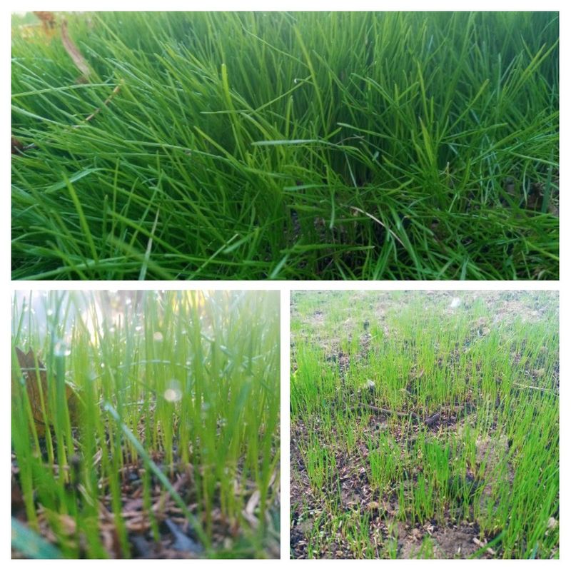 Grass Up