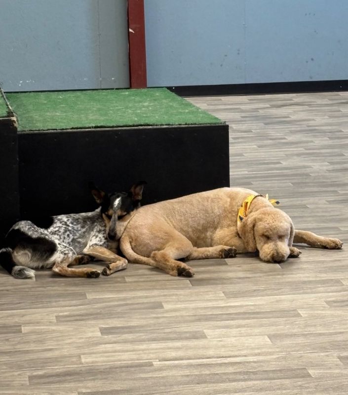 Open Play Daycare
