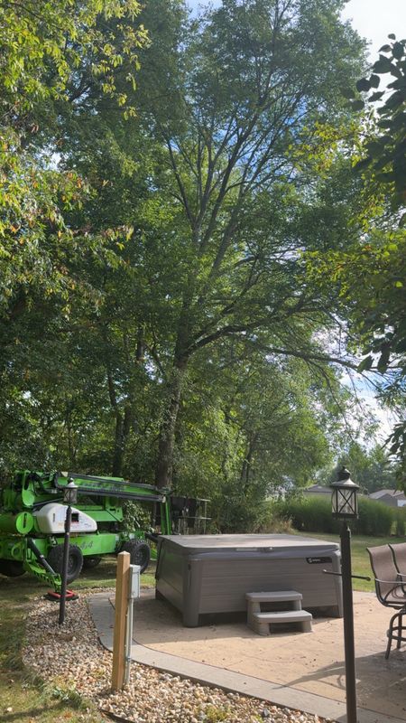 Tree Removal