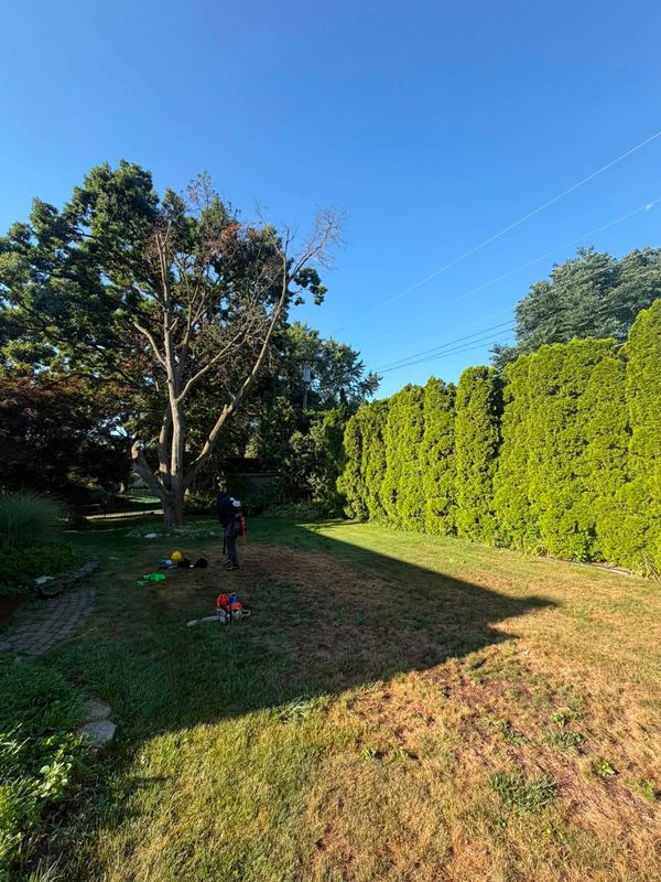 Tree Trimming