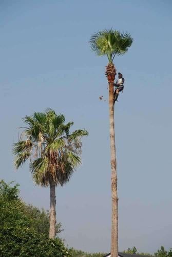 Palm Tree Trimming