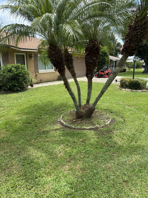 Lawn Care & Maintenance