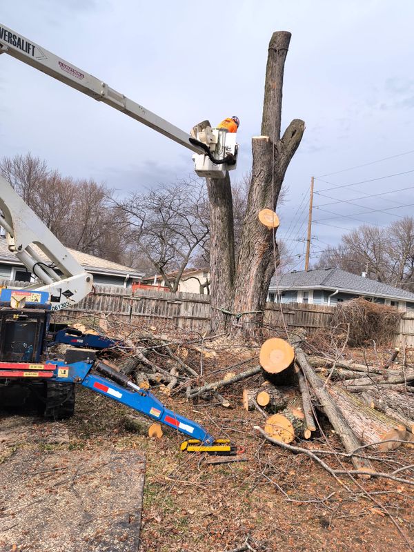 Tree Removal gallery