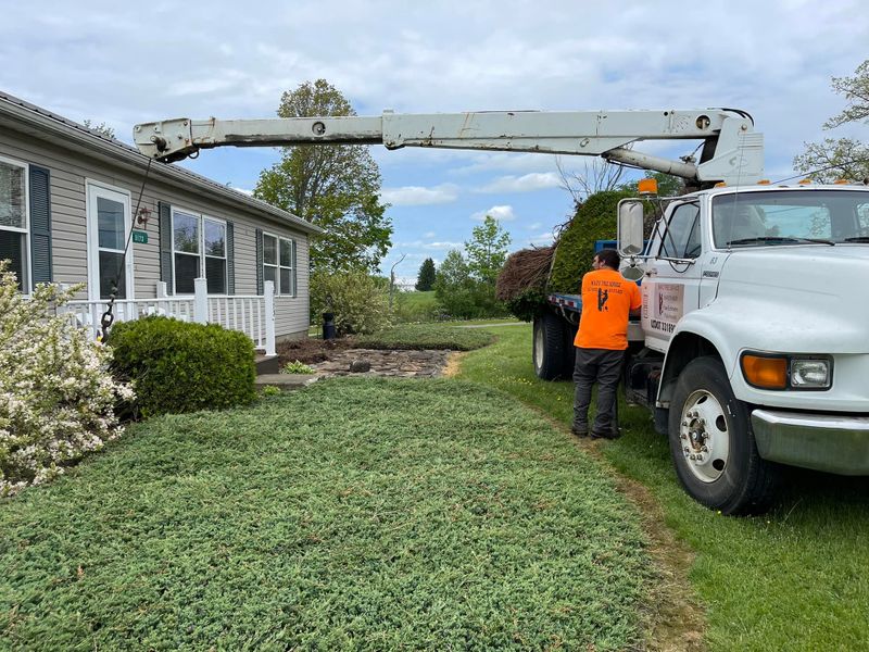 Tree Removal gallery