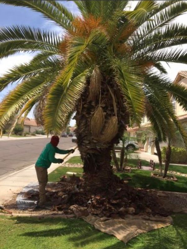 Tree Trimming